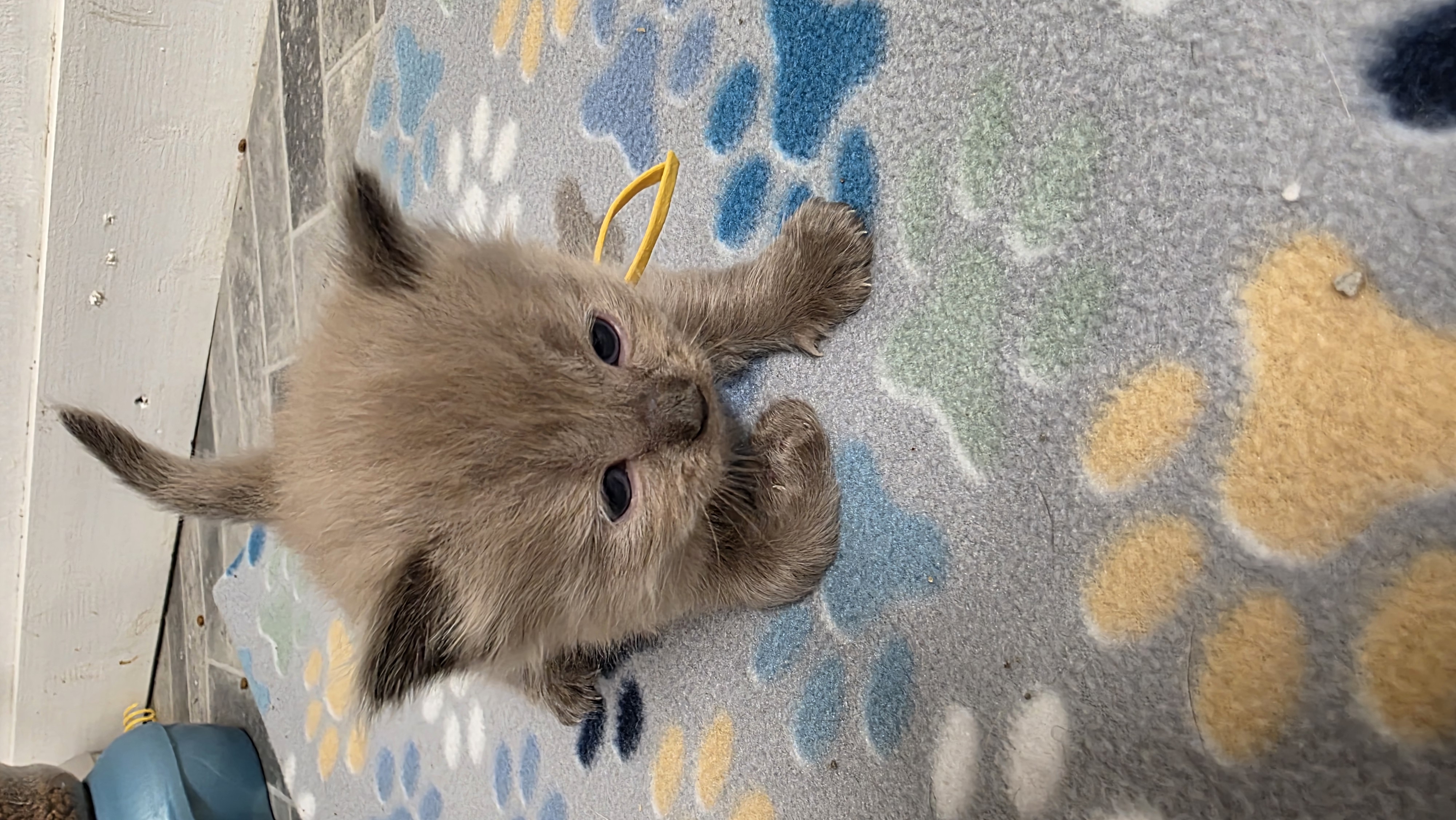 Yellow Collar — Julia × Bryce litter, Abbey Road Rags